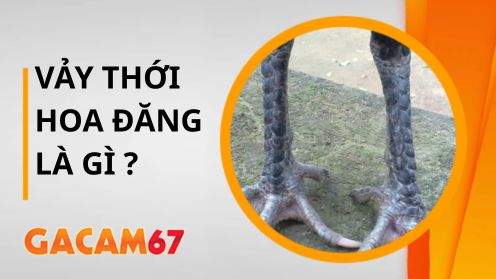 Vảy Thới Hoa Đăng Là Gì – Bật Mí Cách Nhận Biết Thần Kê