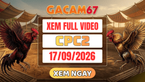 Xem Lại Video Đá Gà CPC2 Ngày 17/09/2026 Trên GACAM67