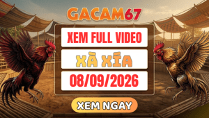 Xem Lại Video Đá Gà Xà Xía Ngày 08/09/2026 Trên GACAM67