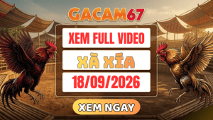 Xem Lại Video Đá Gà Xà Xía Ngày 18/09/2026 Trên GACAM67